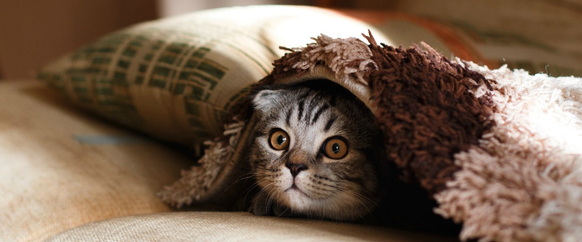 kitten under a blanket